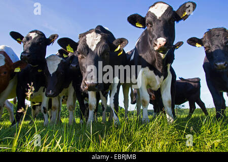 Deutsche schwarze und weiße Tiefland Rinder (Bos Primigenius F. Taurus), junge deutsche schwarze Pieds auf einer Weide, Deutschland, Schleswig-Holstein Stockfoto