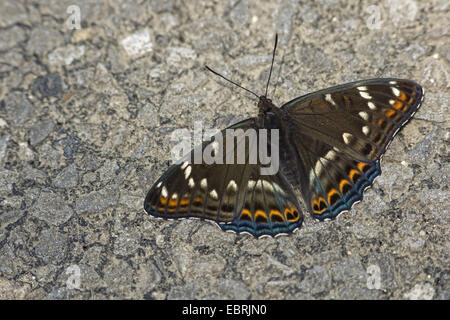 Poplar Admiral (Limenitis Populi), auf dem Boden, Frankreich Stockfoto