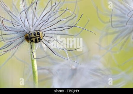 Biene Chafer, Biene Käfer (Trichius Fasciatus), Küchenschelle, Belgien Stockfoto