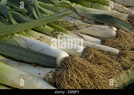 Lauch (Allium Porrum, Allium Ampeloprasum var. Porrum), Ernte, Belgien, Ost-Flandern Stockfoto