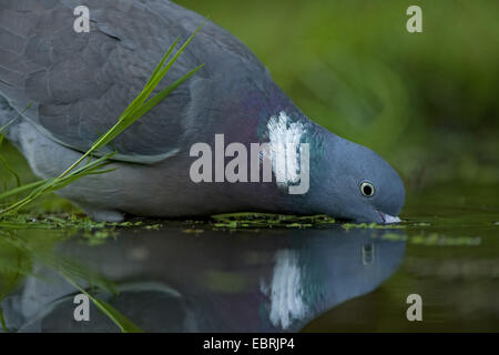 Ringeltaube (Columba Palumbus), trinken aus Gartenteich, Belgien Stockfoto