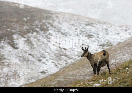 Gämse (Rupicapra Rupicapra), im verschneiten Wiese, Italien, Piemont, Nationalpark Gran Paradiso Stockfoto