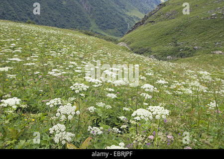Kuh Pastinake, gemeinsame Bärenklau, Bärenklau, American Kuh-Pastinak (Heracleum Sphondylium), im alpinen Wiese, Savoie, Frankreich, Nationalpark Vanoise Stockfoto