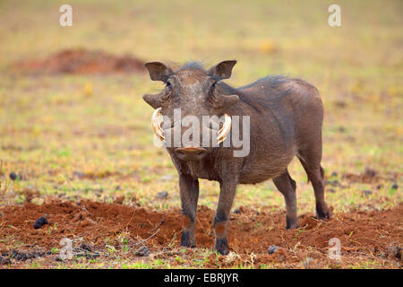 gemeinsamen Warzenschwein, Savanne Warzenschwein (Phacochoerus Africanus), Männlich, Südafrika, North West Province, Pilanesberg Nationalpark Stockfoto
