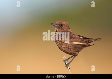 Südlichen Ameisenbär Chat (Myrmecocichla Formicivora), Männlich, Südafrika, North West Province, Barberspan Bird Sanctuary Stockfoto