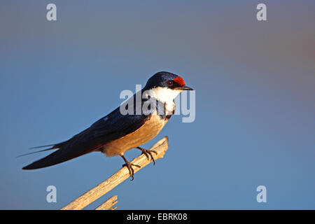 weiße-throated Schwalbe (Hirundo Albigularis), sitzt auf einem Zweig, Südafrika, North West Province, Pilanesberg Nationalpark Stockfoto