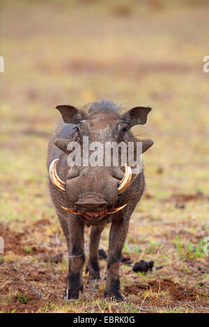 gemeinsamen Warzenschwein, Savanne Warzenschwein (Phacochoerus Africanus), Männlich, Südafrika, North West Province, Pilanesberg Nationalpark Stockfoto
