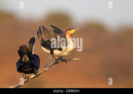 weißer-breasted Kormoran (Phalacrocorax Lucidus), grüßt paar sitzend auf einem Zweig, Südafrika, North West Province, Pilanesberg Nationalpark Stockfoto