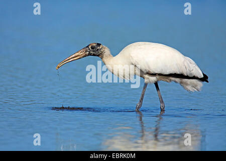 Amerikanische Holz Ibis (Mycteria Americana), auf das Futter im flachen Wasser, USA, Florida, Myakka River State Park Stockfoto