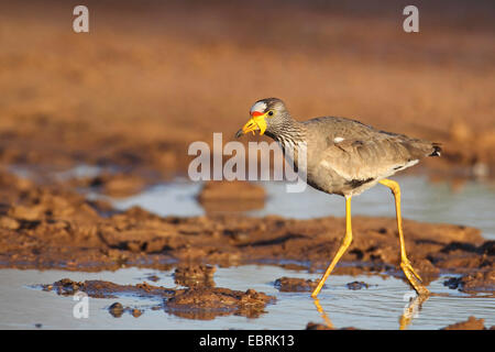 Senegal Flecht-Regenpfeifer (Vanellus Senegallus), Wanderungen im flachen Wasser, Südafrika, North West Province, Pilanesberg Nationalpark Stockfoto