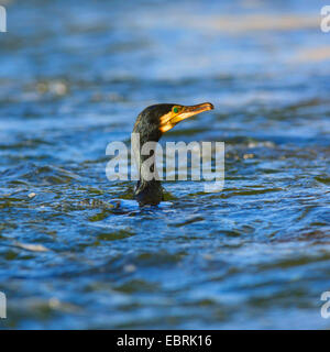 Kormoran (Phalacrocorax Carbo), Erwachsenen schwimmen in einem Fluss, Deutschland Stockfoto