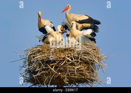 Weißstorch (Ciconia Ciconia), Familie auf dem Nest, Fütterung der Quietscher mit einer colubrine Schlange, Ungarn Stockfoto