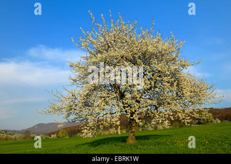 Wildkirsche, Süßkirsche, Gean, Mazzard (Prunus Avium), blühenden Kirschbaum Baum auf einer Wiese, Deutschland, Baden-Württemberg, Schwäbische Alb Stockfoto