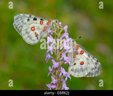 Apollo (schon Apollo), Gymnadenia, Deutschland Stockfoto