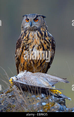 nördlichen Uhu (Bubo Bubo), Afult weiblich mit Wanderfalke als Beute, Bad Wuennenberg Stockfoto