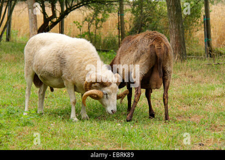 Skudde Schafe (Ovis Ammon F. Aries), Beweidung Männchen, Deutschland, Brandenburg Stockfoto