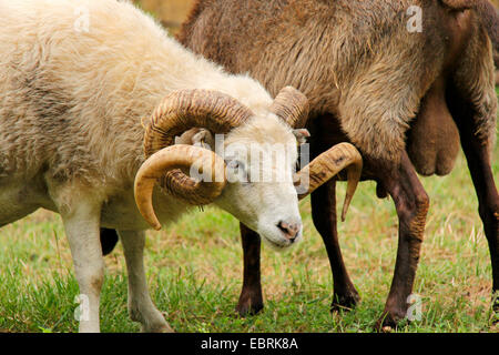 Skudde Schafe (Ovis Ammon F. Aries), Männlich, Deutschland, Brandenburg Stockfoto