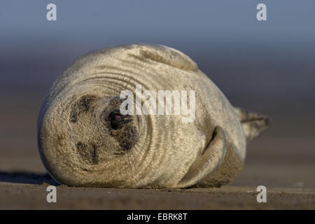 Harbor Seal, Seehunde (Phoca Vitulina), am Strand liegen und schlafen, die seitliche Stellung, Vereinigtes Königreich Stockfoto