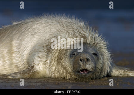 grau (Halichoerus Grypus) Dichtung, Dichtung Welpe müde liegen am Strand, Vereinigtes Königreich Stockfoto