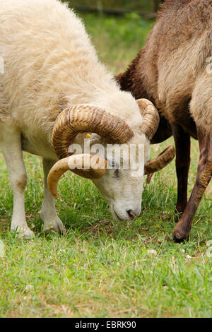 Skudde Schafe (Ovis Ammon F. Aries), Weiden, Männlich, Deutschland, Brandenburg Stockfoto