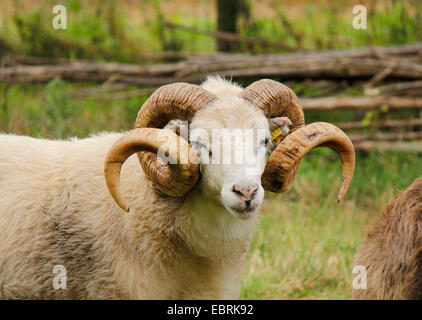 Skudde Schafe (Ovis Ammon F. Aries), Männlich, Deutschland, Brandenburg Stockfoto