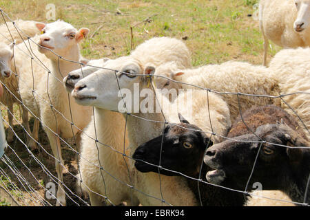 Skudde Schafe (Ovis Ammon F. Aries), hungrige Schafe auf dem Zaun, Deutschland, Brandenburg Stockfoto