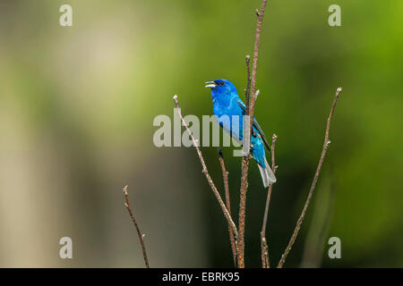 Indigo Bunting (Passerina Cyanea), Männlich, USA, Tennessee, Great Smoky Mountains Nationalpark zu singen Stockfoto