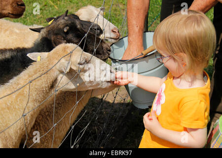 Skudde Schafe (Ovis Ammon F. Aries), kleines Mädchen, Fütterung der Schafe auf dem Zaun, Deutschland, Brandenburg Stockfoto