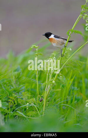 Gemeinsamen Schwarzkehlchen (Saxicola Torquata), Männchen mit Beute im Schnabel, Deutschland, North Rhine-Westphalia, Dingdener Heide Stockfoto