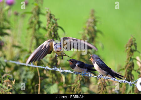 Rauchschwalbe (Hirundo Rustica), ernährt sich weiblich juvenile Vögel sitzen auf einem Barb Wire Zaun, Niederlande, Gelderland Stockfoto