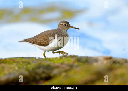 Flussuferläufer (Tringa Hypoleucos, Actitis Hypoleucos), auf den Feed, Deutschland Stockfoto