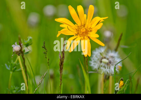 Oriental etwa Béart, Jack-Go-To-Bed-At-Noon (Tragopogon Pratensis Subspecies Orientalis, Tragopogon Orientalis), blühen auf einer Wiese, Deutschland Stockfoto