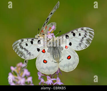 Apollo (schon Apollo), Gymnadenia, Deutschland Stockfoto