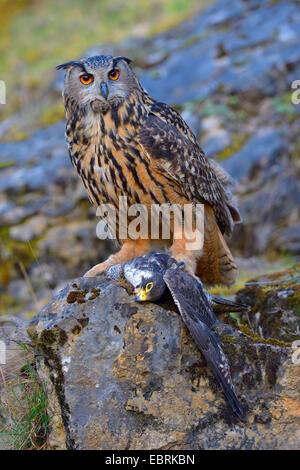 nördlichen Uhu (Bubo Bubo), Afult weiblich mit Wanderfalke als Beute, Bad Wuennenberg Stockfoto