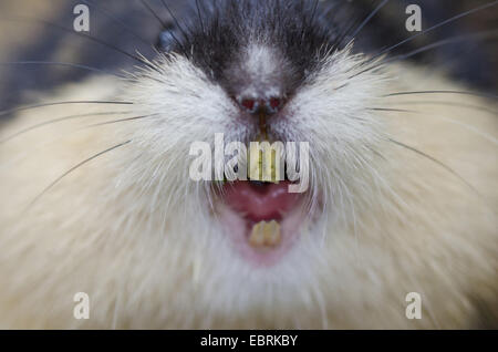 Norwegen-Lemming (Lemmus Lemmus), Porträt, Knurren, Schweden, Haerjedalen, Rogen Naturreservat Stockfoto