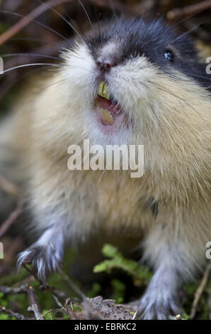 Norwegen-Lemming (Lemmus Lemmus), Porträt, Knurren, Schweden, Haerjedalen, Rogen Naturreservat Stockfoto