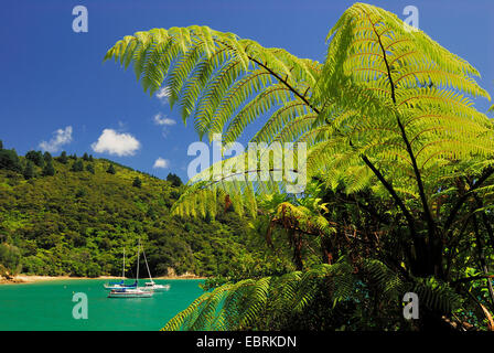 Te Mahia Bucht Kenepuru Sound, Neuseeland, Südinsel, Marlborough Sounds Nationalpark Stockfoto