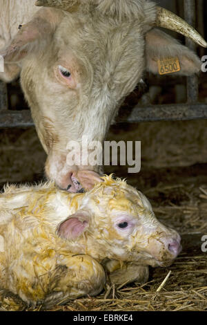 Hausrind (Bos Primigenius F. Taurus), Kaiserschnitt Abschnitt, Kuh mit Neugeborenen Kalb, Belgien Stockfoto