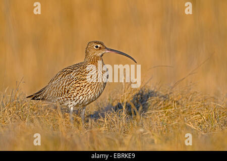 westlichen Brachvogel (Numenius Arquata), Erwachsene in einer Wiese, Niederlande, Texel Stockfoto