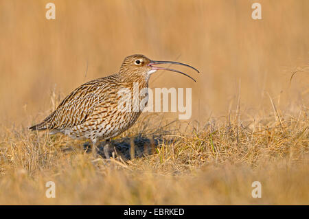 westlichen Brachvogel (Numenius Arquata), Erwachsene in einer Wiese, Niederlande, Texel Stockfoto