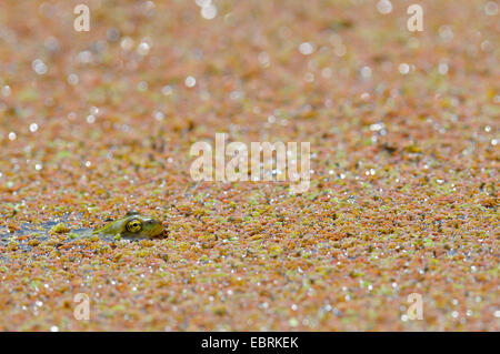 Europäische essbare Frosch, essbare Grasfrosch (Rana kl. Esculenta, Rana Esculenta, außer Esculentus), jungen Frosch an der Oberfläche eines Teiches bedeckt mit Azolla, Germany, North Rhine-Westphalia Stockfoto