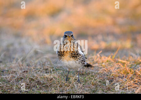 Wacholderdrossel (Turdus Pilaris), Erwachsene in einer Wiese, Niederlande, Texel Stockfoto