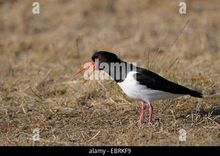 Paläarktis Austernfischer (Haematopus Ostralegus), fordern Erwachsene bei Paarung Zeit, Niederlande, Texel Stockfoto