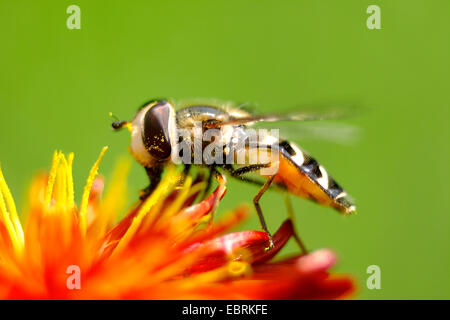 Kohl-Blattlaus Schwebfliege (Scaeva Pyrastri), sitzt auf der Blume, Deutschland Stockfoto