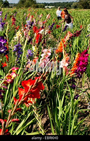 Gladiolen (Gladiolus mehrblütigen-Hybriden), Blumen auf einem Feld für selbst pflücken, Deutschland, Hessen Stockfoto