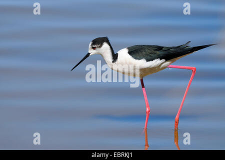 Stelzenläufer (Himantopus Himantopus), zu Fuß durch flaches Wasser auf der Suche nach Nahrung, Spanien, Balearen, Mallorca, National Park Albufera Stockfoto