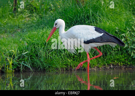 Weißstorch (Ciconia Ciconia), Erwachsene auf den Feed, Deutschland Stockfoto