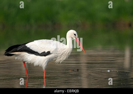 Weißstorch (Ciconia Ciconia), Erwachsene auf den Feed, Deutschland Stockfoto