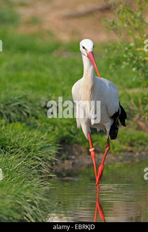 Weißstorch (Ciconia Ciconia), Erwachsene auf den Feed, Deutschland Stockfoto