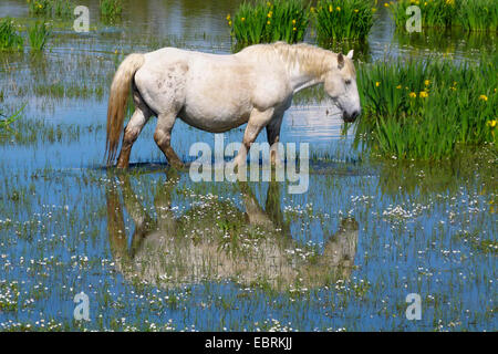 Camargue-Pferd (Equus Przewalskii F. Caballus), Camargue-Pferd im Wasser mit Spiegelbild, Frankreich, Camargue Stockfoto